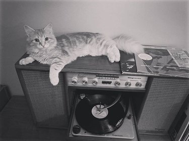 Black and white photo of cat on turntable