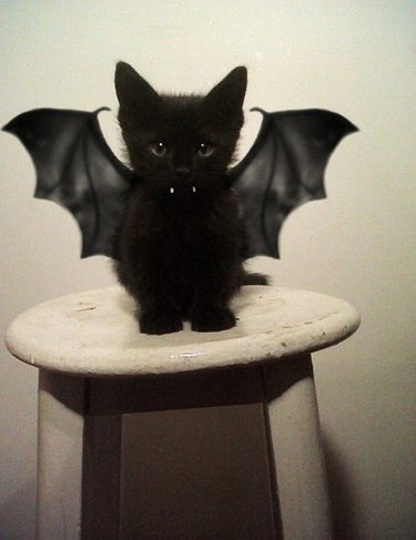 Cat dressed as a bat.