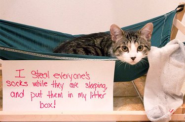 best examples of cat shaming