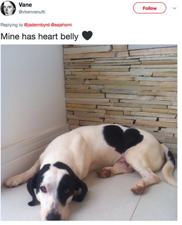heart belly dog