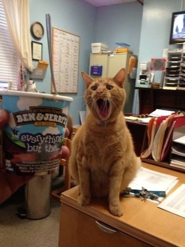 Cat excited about ice cream