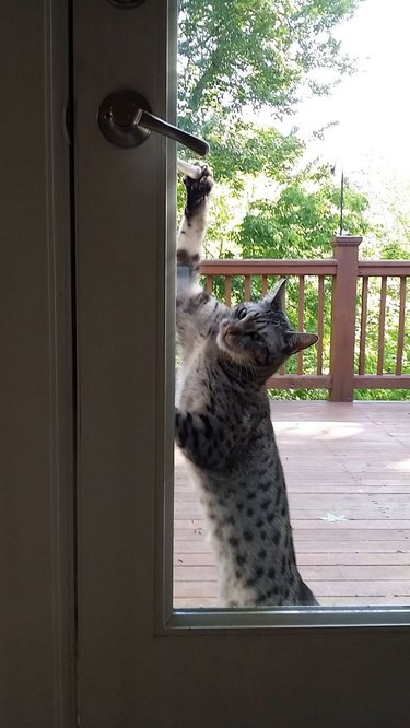 Cat reaching for door handle of glass door.