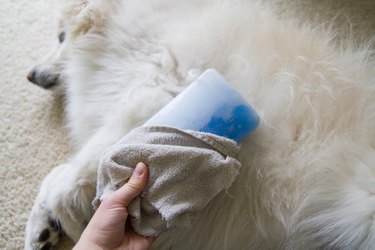 Close up of a white dog with an ice pack on its leg
