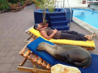 Seal lying on lounge chair next to pool.