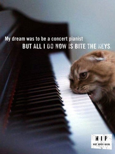 Cat biting piano keys