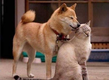 Dog biting cat's ear