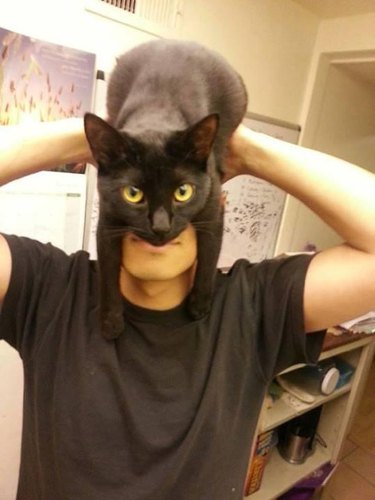 Literally Just 16 of the Funniest Cat Pictures We've Ever Seen