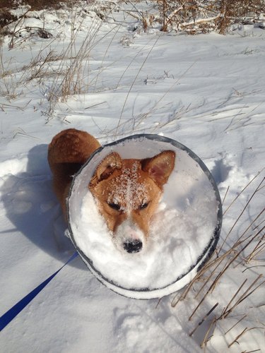 Dog wearing E-collar with snow