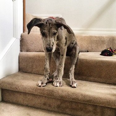 Great Dane puppy is afraid to come down the stairs.