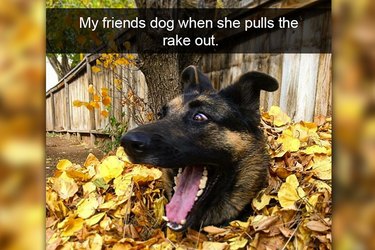 the funniest snaps about dogs