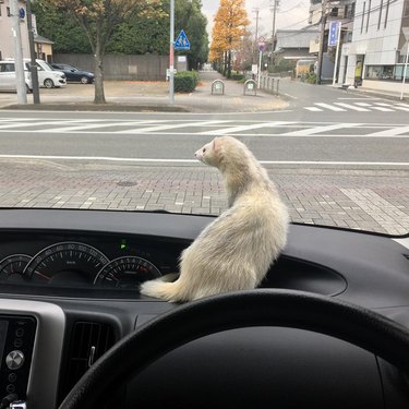 Ferret on dashboard of car.