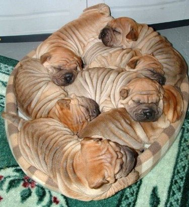 Cluster of sleeping puppies.