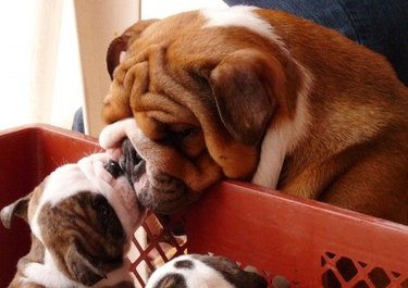 Bulldog kissing puppy.