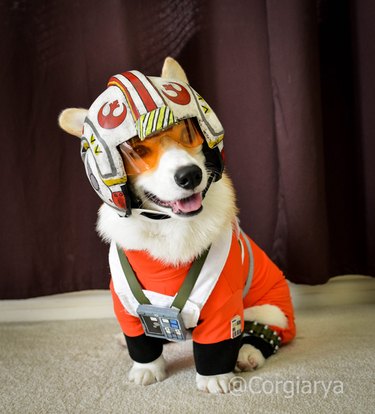 Star Wars Luke Skywalker Red 5 dog