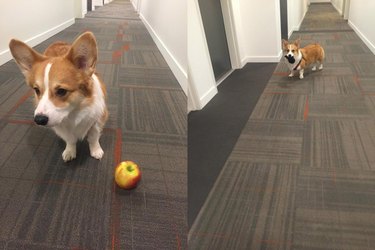 Two shots of Corgi playing with an apple