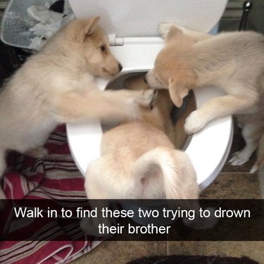 15 Wholesome Snaps About Silly Dogs To Share With Your Mom