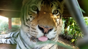 Photographic proof that all cats - even tigers - blep