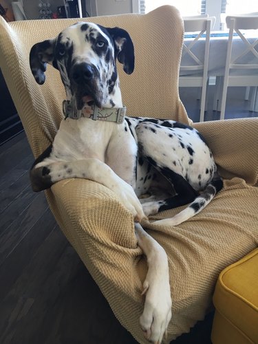 Big dog in chair.