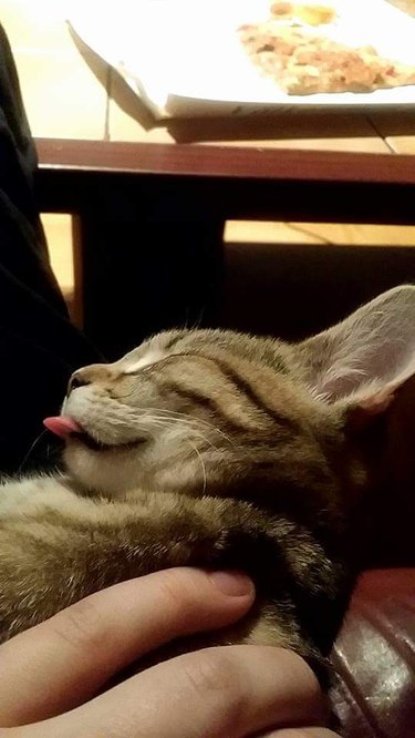 Kitten asleep with tongue out