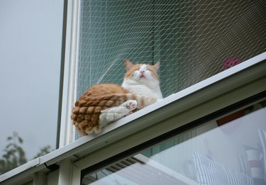Cat sleeping in a net