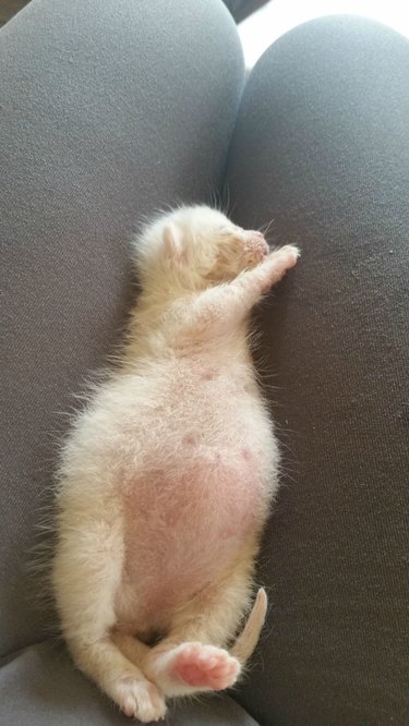 A white newborn kitten sleeping in their pet parent's lap.