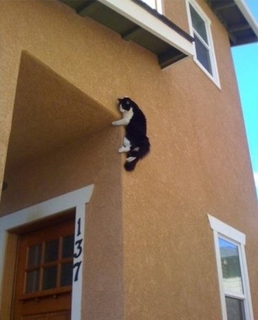 Cats Who Are On A Secret Mission Too Dangerous for You to Know About