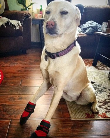Dog not impressed with booties