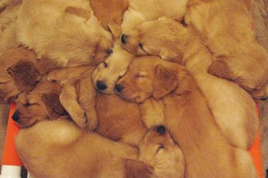 piles of puppies sleeping together