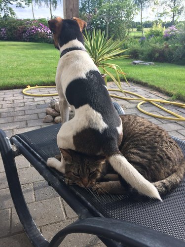 Dog sitting on cat's head.