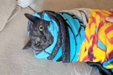 Cat Hates Every Moment Of His First-Time Parents Swaddling Practice