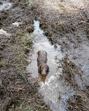 Muddy dog standing chest deep in mud puddle.