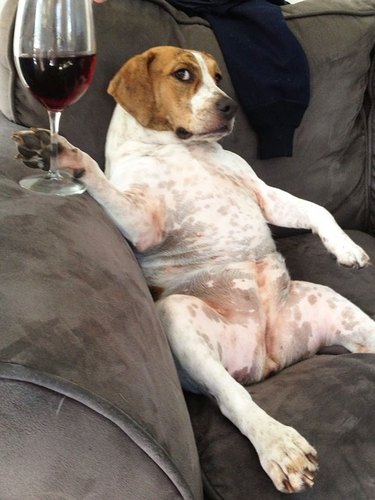 24 Sexiest Dog Boudoir Photos You've Ever Seen