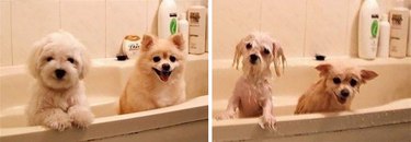Dogs before and after bath