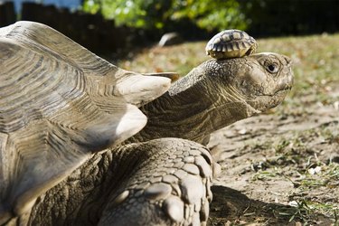 Very large tortoise with small tortoise on its head