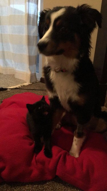 This Woman Didn't Plan to Keep This Kitten—But Her Dog Had Other Plans