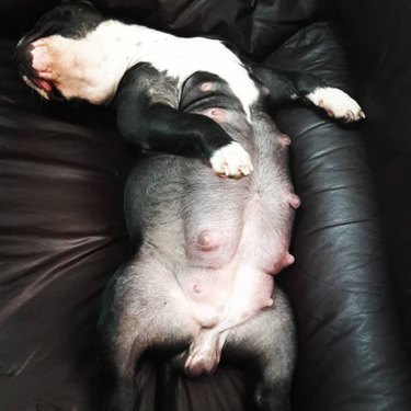 Small pregnant dog lying on her back