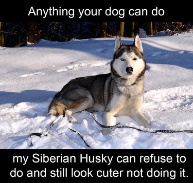 Husky sitting in snow. Caption: Anything your dog can do my Siberian Husky can refuse to do and still look cuter not doing it