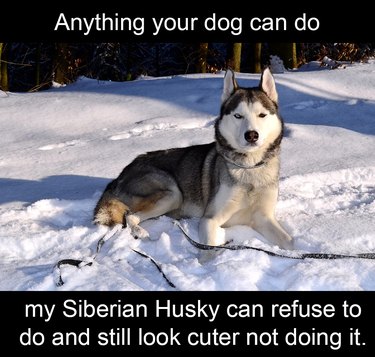 joke dog meme husky