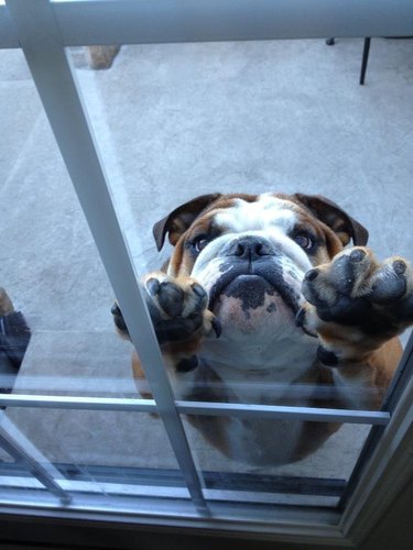 Bulldog with front paws pressed against glass