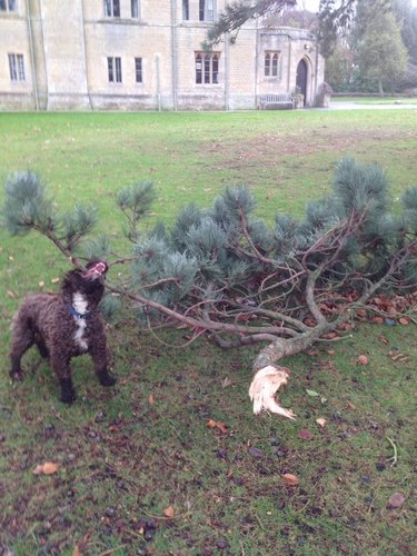Dog pulls large tree branch.