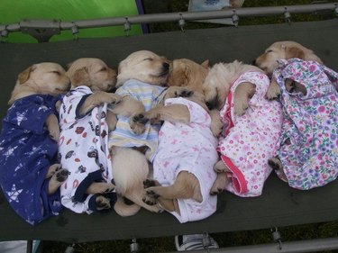 dogs in pajamas