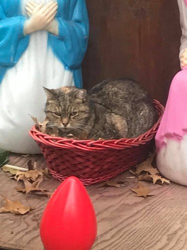 Chubby cat loafs in New York City nativity scene
