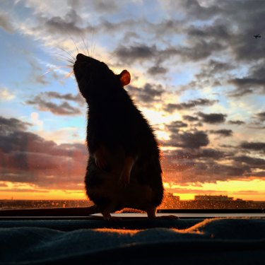 Rat and a beautiful sunset