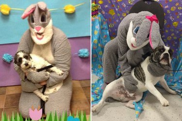 dogs posing with the easter bunny at petsmart