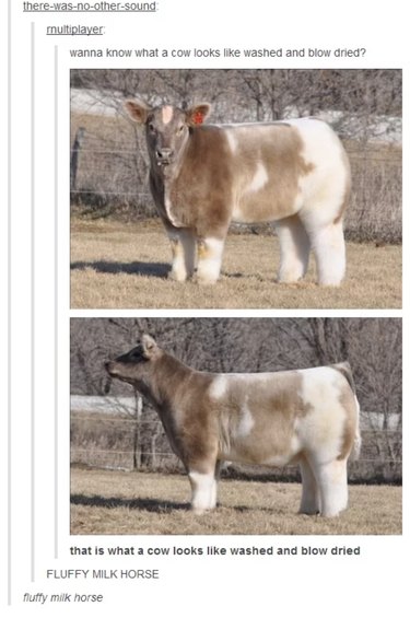 Just 55 Tumblr Posts About Animals That Will Make You LOL
