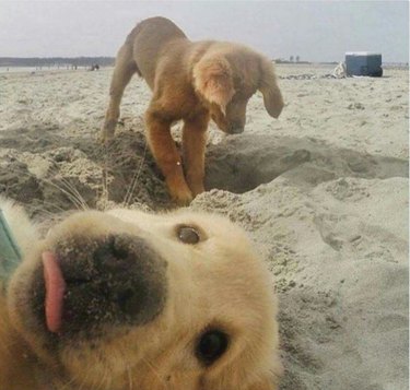Dog digging in sand gets photobombed by puppy.