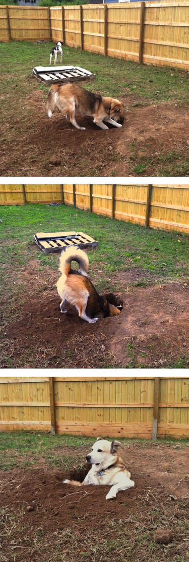 Photo set of dog digging hole