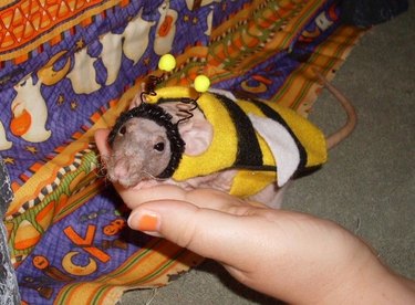 Rat dressed as a bee.