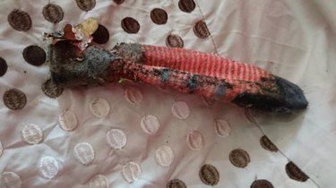 A Horrified Family Was Trapped By What They Thought Was A Menacing Lizard