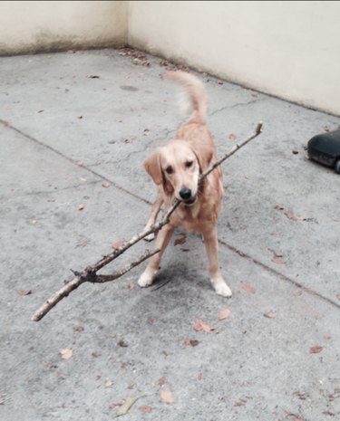 dog with big stick
